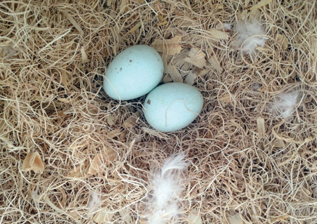 best-bedding-for-chickens